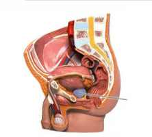 <p><span>Identify the highlighted structure</span></p>