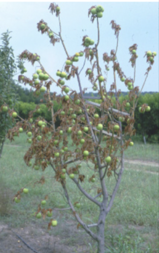 What is this injury called?