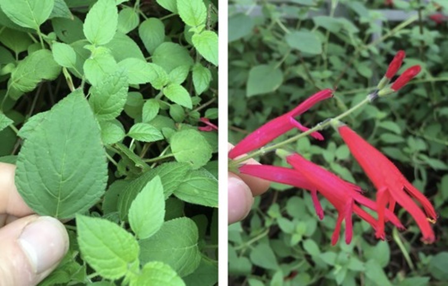 <p>fuzzy square stems; opposite leaves; bilabiate flowers</p><p>leaves: tiny serrations; ovate</p><p>fruity smell</p>