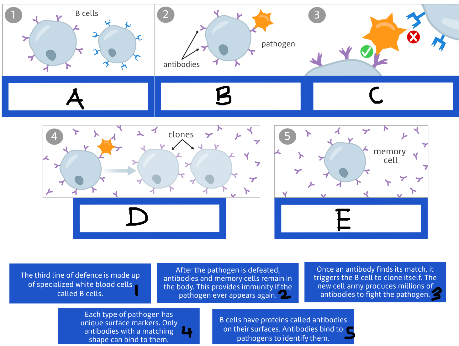 <p>Match the terms to the pictures.</p>