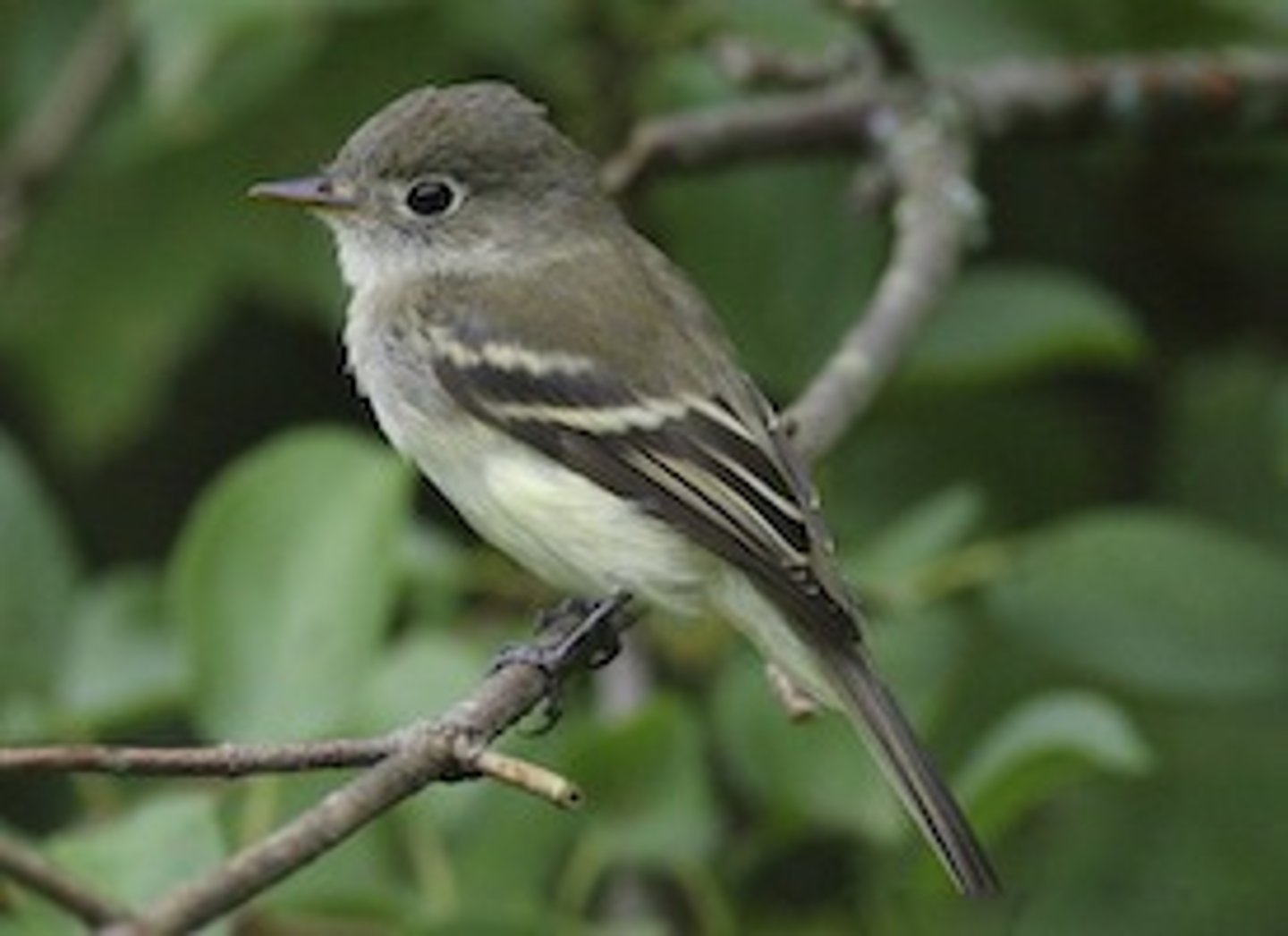 <p>Passeriformes</p><p>Tyrannidae</p>