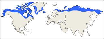 <ul><li><p>high latitudes, above 60° N</p></li><li><p>N europe, alaska, N canada</p></li></ul>