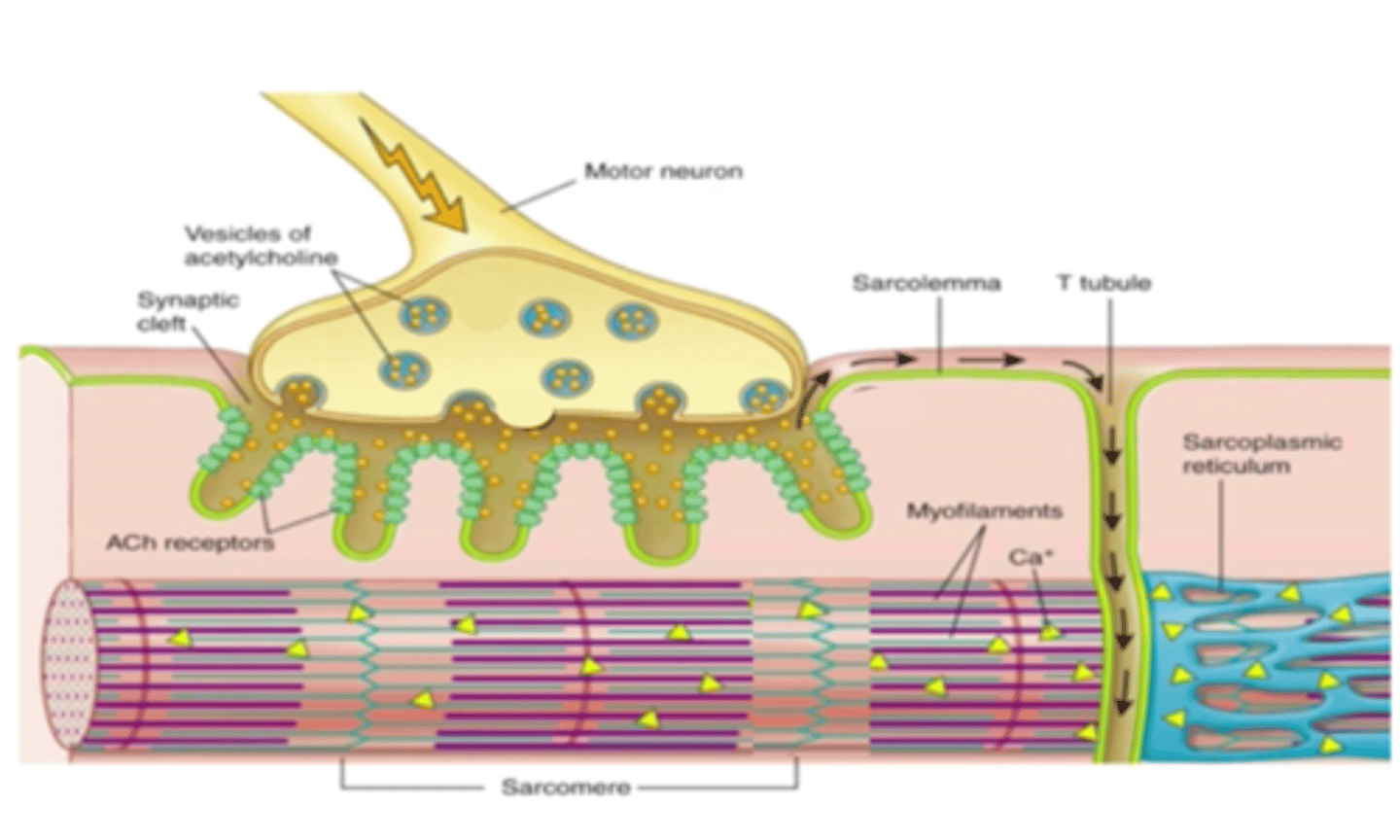 <p>- The electrical impulse travelling across the sarcolemma continues down the T-tubules (invaginations in the sarcolemma that carry the electrical impulse into the interior of the muscle fibre)</p>