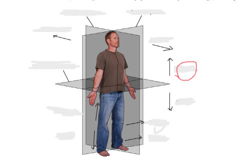 <p>up/toward head (called cranial for quadrupeds)</p>