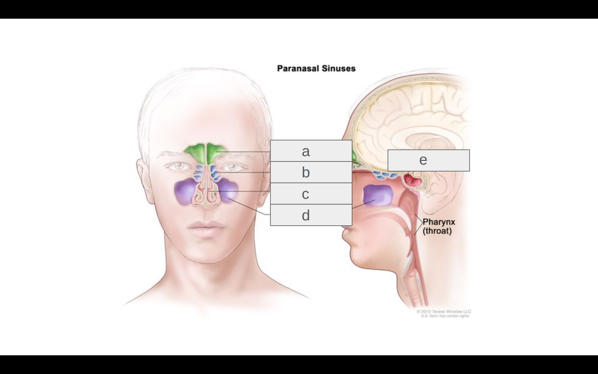 <p>Where is the sphenoid sinus?</p>