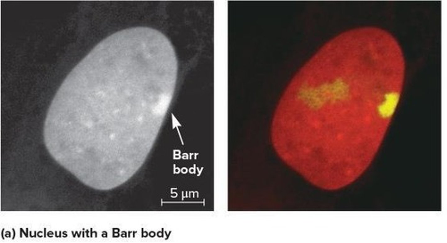 <p>Highly condensed structure in the interphase nuclei of somatic cells in females.</p>