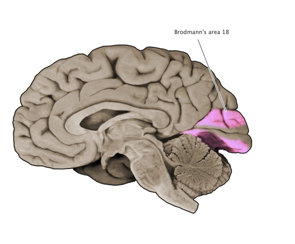 <p>Sensory cortical area in the medial and lateral aspect of the occipital lobe; this area is part of the extrastriate visual cortex that surrounds the primary visual cortex (area 17 is also known as "striate cortex").</p>