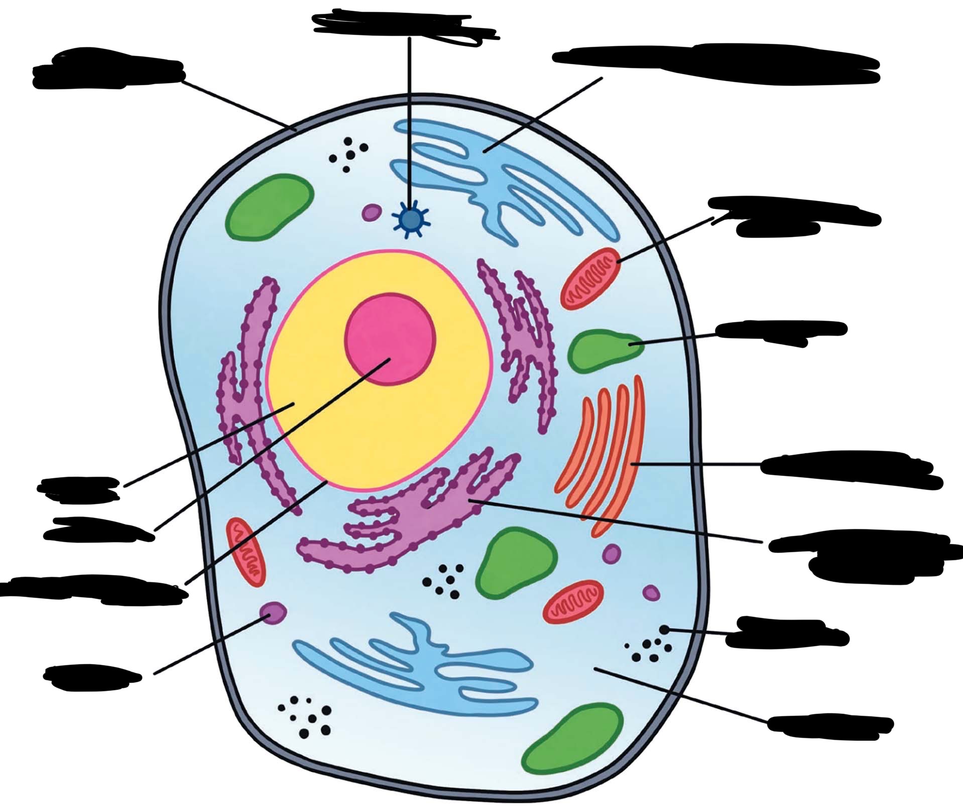<p><strong>SHORT ANSWER</strong></p><p>animal cell diagram</p>