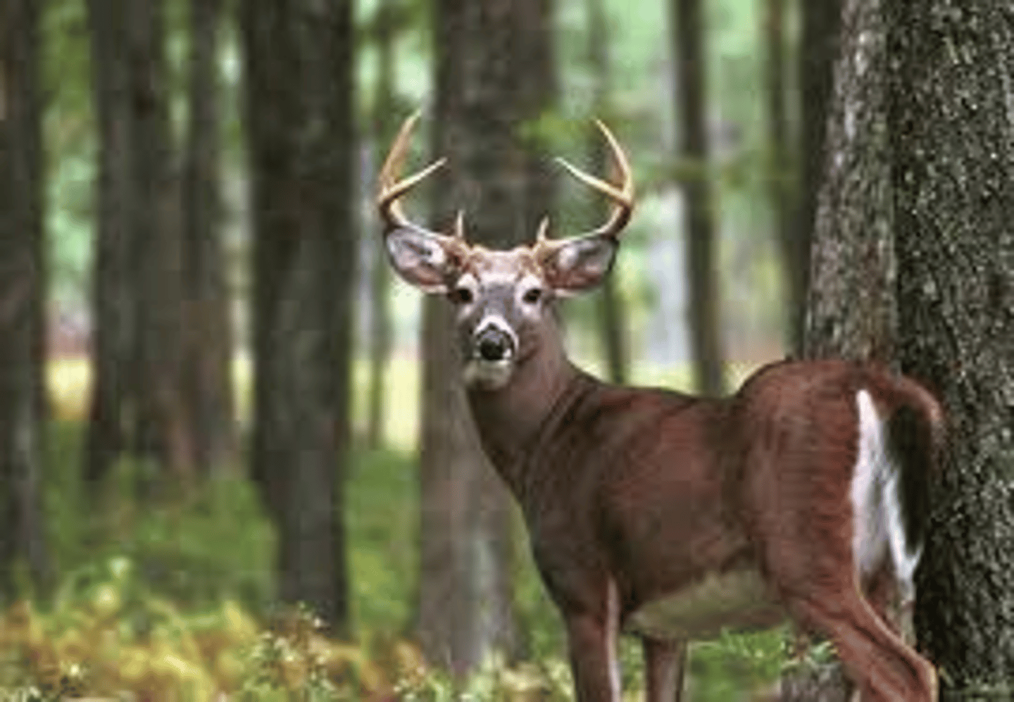 <p>a deer</p>