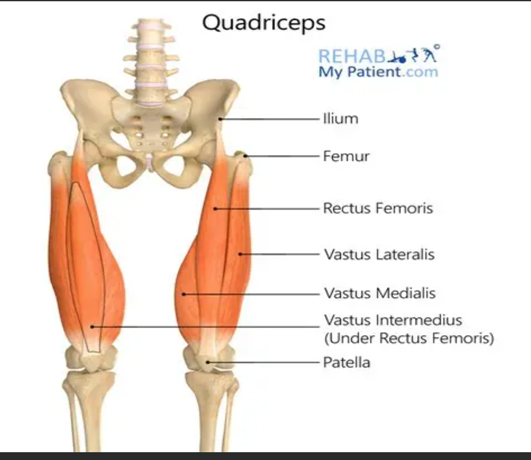 <p>Quadriceps</p>
