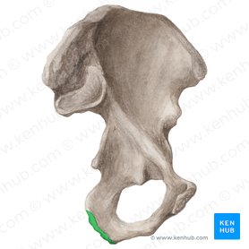 <p>What bone structure is this?</p>