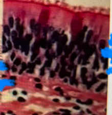 <p>What tissue is this?</p>