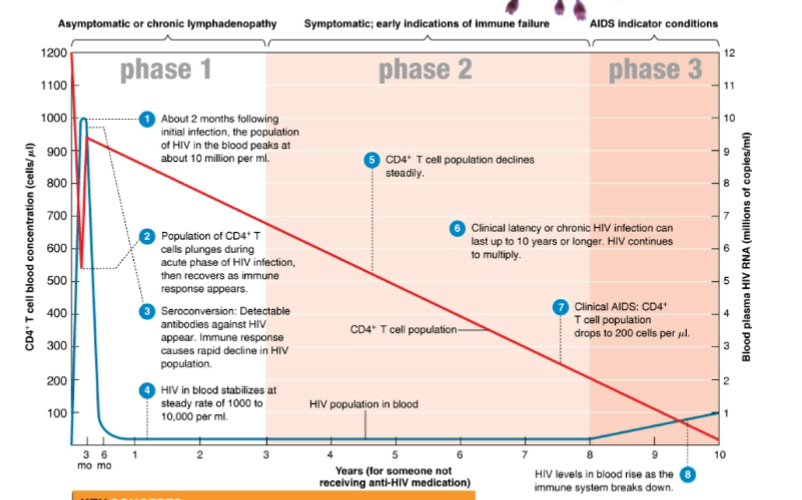 <p>in phase 3 of infection the CD4+ count is below … cell/ ul</p>