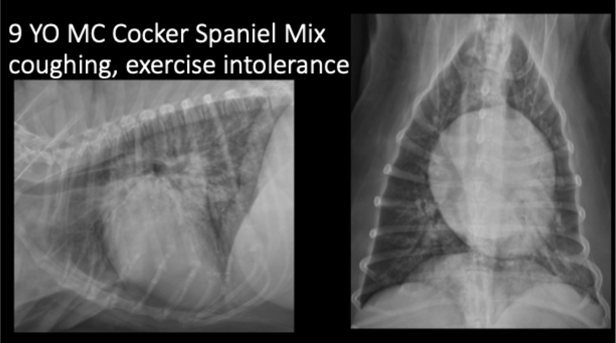 <p>A 9yo MC Cocker Spaniel mix presents for coughing and exercise intolerance. Your primary pulmonary pattern is unstructured interstital but what other pattern is present?</p>