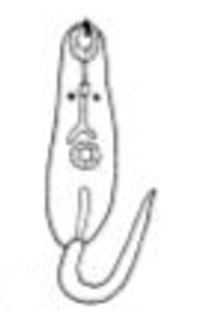 <p>Ophthalmoxiphidiocercaria</p>