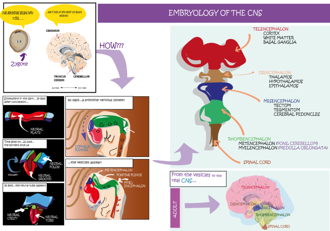 <p>Embryology of the brain in 5 main steps</p>