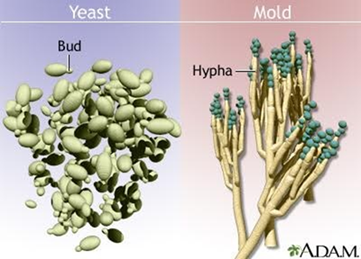 <ul><li><p class=""><strong>Yeasts</strong> are single-celled fungi that reproduce by <strong>budding</strong>; a small part of the cell pinches off to form a new one. These buds may form <strong>blastoconidia</strong> or stretch out to form <strong>pseudohyphae</strong>.</p></li><li><p class=""><strong>Molds</strong> are multicellular fungi that grow in long threads (hyphae). They reproduce by <strong>fission</strong> and hyphae extension, often looking fuzzy or hairy. They form <strong>conidia</strong> (spores) on structures called <strong>conidiophores</strong>.</p></li></ul><p></p>