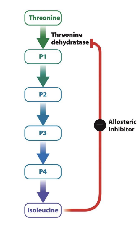 <ul><li><p><span style="background-color: inherit; line-height: 19.55px; color: windowtext;"><span>Allosteric enzymes play imp role in chemical regulations of reaction (and metabolic pathway)</span></span><span style="line-height: 19.55px; color: windowtext;"><span> </span></span></p><ul><li><p class="Paragraph SCXO111642404 BCX0" style="text-align: left;"><span style="background-color: inherit; line-height: 19.55px; color: windowtext;"><span>Reduce or stop amount of chemical reactions</span></span></p></li></ul></li></ul><p class="Paragraph SCXO111642404 BCX0" style="text-align: left;"></p><p></p>
