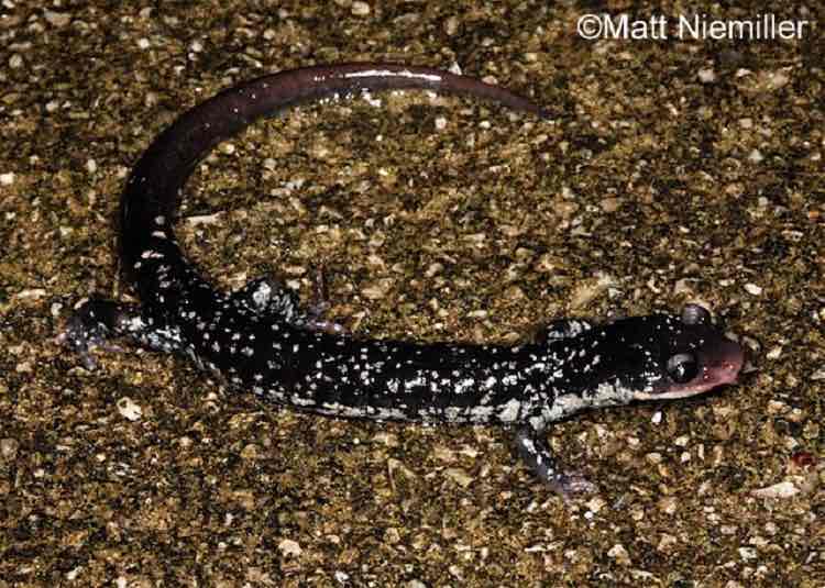<p>A large, black salamander (4.0 to 6.0 inches in length) with many, brass-colored spots on the dorsum. Sides have white or yellowish spots. The belly is gray with a lighter chin. The tail is round in cross-section.</p>
