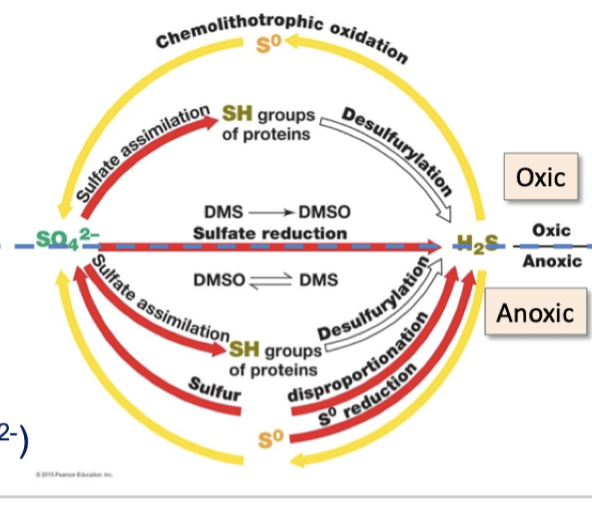 Sulphur oxic and anoxic 