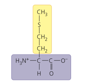<p>Methionine</p>