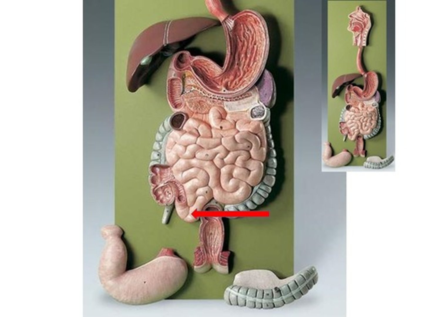 knowt flashcard image