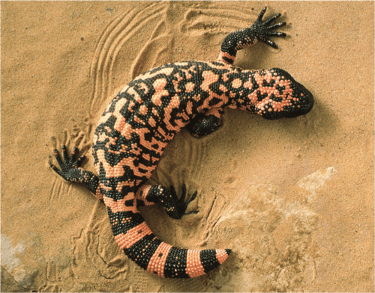 <p>Gila monster and Mexican beaded lizard</p>