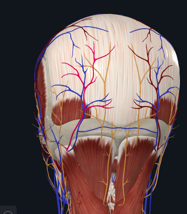 <p>What is highlighted in pink</p>