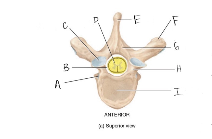 <p>B</p>