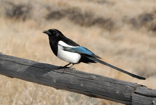 <p>Order: Passeriformes Family: Corvidae</p>