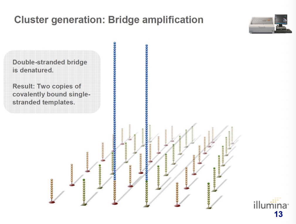 <p>new double-stranded bridge is denatured and there are two copies of covalently bound single-stranded templates</p>