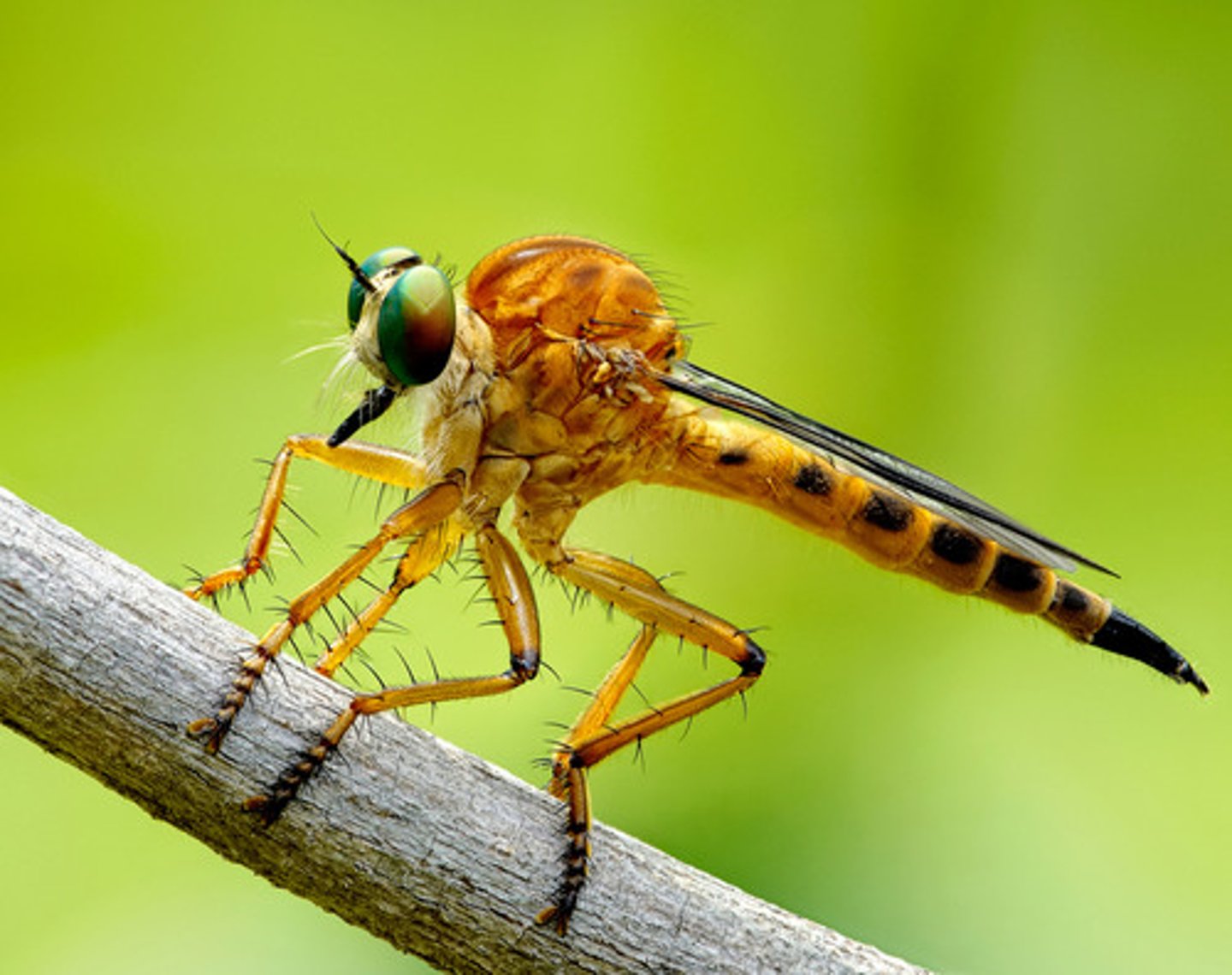 <p>-Elongate body, "hollowed out" head between eyes<br>-Adults are aerial predators, excellent fliers<br>-Larvae live in soil, dung, rotten wood</p>