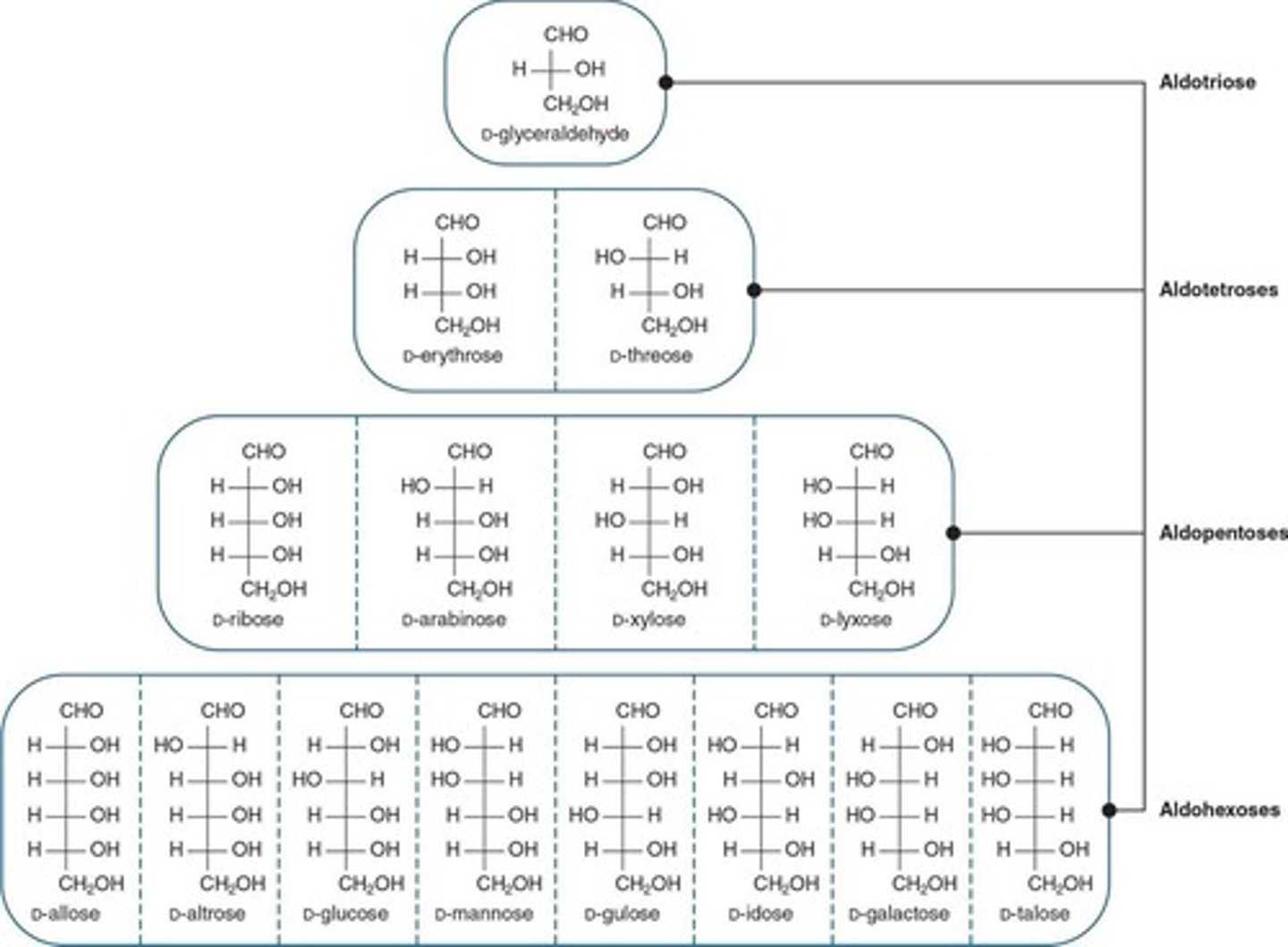 <p>Questions to ask when classifying a monosaccharide include whether it is an aldehyde (aldose) or a ketone (ketose) and how many carbon atoms are present.</p>