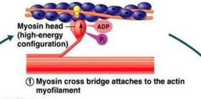 <p><strong>Cross-bridge formation</strong> </p><p>Myosin head <strong>attaches</strong> to actin (when calcium has moved tropomyosin out of the way).</p>