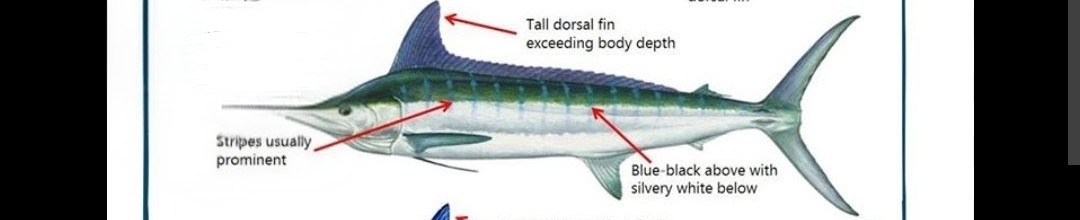<p class="has-focus">Istiophoridae family</p><p>They are opportunistic feeders that primarily consume schooling fish.</p><p class="has-focus">dark blue-black back that fades to a silvery-white belly with vertical blue stripes on their sides. long, rounded bill, a tall, pointed dorsal fin, and can be identified by their leaf-shaped pectoral fins, which can be folded flat against their bodies.</p>