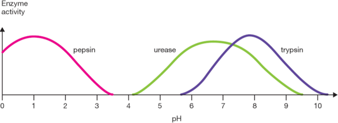 <p>each enzyme has an optimum pH. Enzymes each have a varying range of pH environments which they can work in. (eg. enzyme in our stomach, optimum pH 1.5)</p><p><span>Change in pH affects the amino acids making up the enzyme</span></p><ul><li><p><span>As a solution becomes more basic, amino acids lose hydrogen ions (react with OH-)</span></p></li><li><p><span>As a solution becomes more acidic, amino acids gain hydrogen ions (react with H3O+)</span></p></li></ul><p><span>This affects the secondary and tertiary structure of the enzyme, as amino acids may change their attraction to each other and begin to unfold. So extreme pH will denature an enzyme.</span></p>