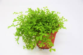 <p>Club Mosses, Quillworts, and Spike Mosses</p><p>Lycopodium (club moss)</p><ul><li><p>Homosporous</p></li><li><p>Strobilus holds spores (cone shaped)</p></li></ul><p>Selaginella (spike moss)</p><ul><li><p>Heterosporous</p></li></ul><p></p>