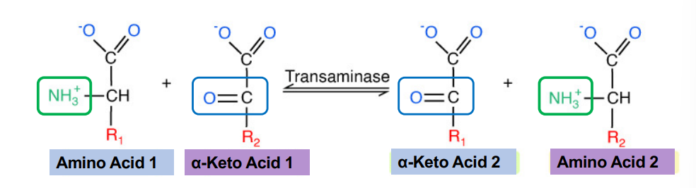 <p>What is the precursor (carbon skeleton) for glutamate?</p>