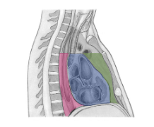 <p>Afgrænsninger af mediastinum inferius - pars posterior (lilla)</p>