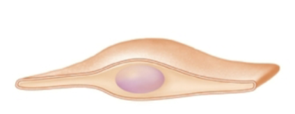 <p>flattened </p>
