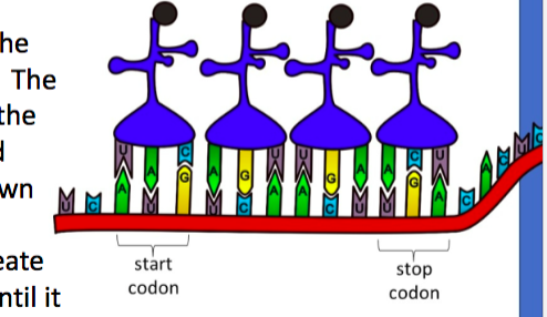 <p> the ribosome attaches at the start codon and continues to move down the mRNA, bringing in tRNA molecules to create an amino acid chain until it reaches a stop codon </p>