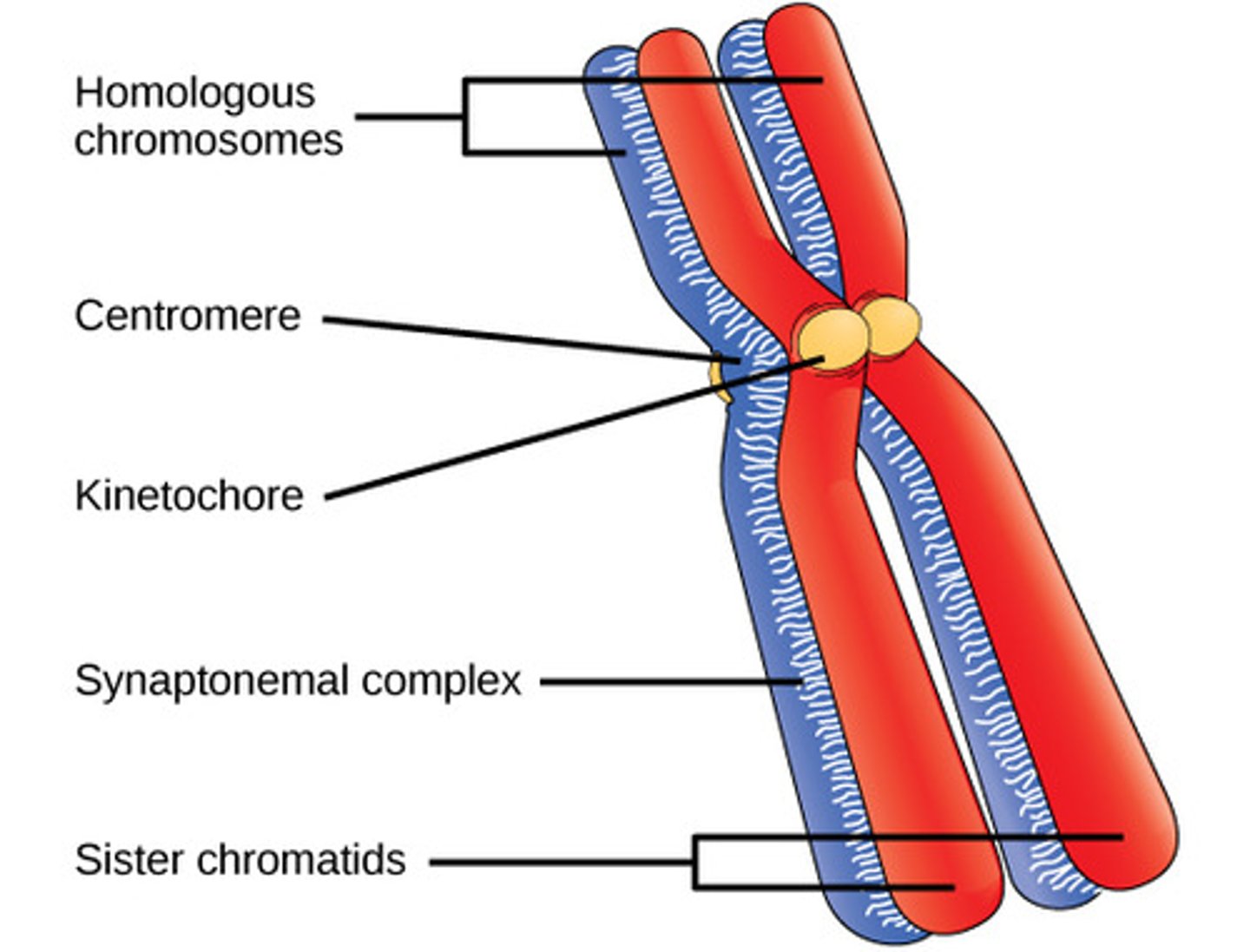 <p>group of 4 chromatids</p>