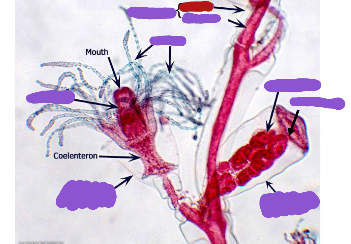 <p>Identify the red structure</p>