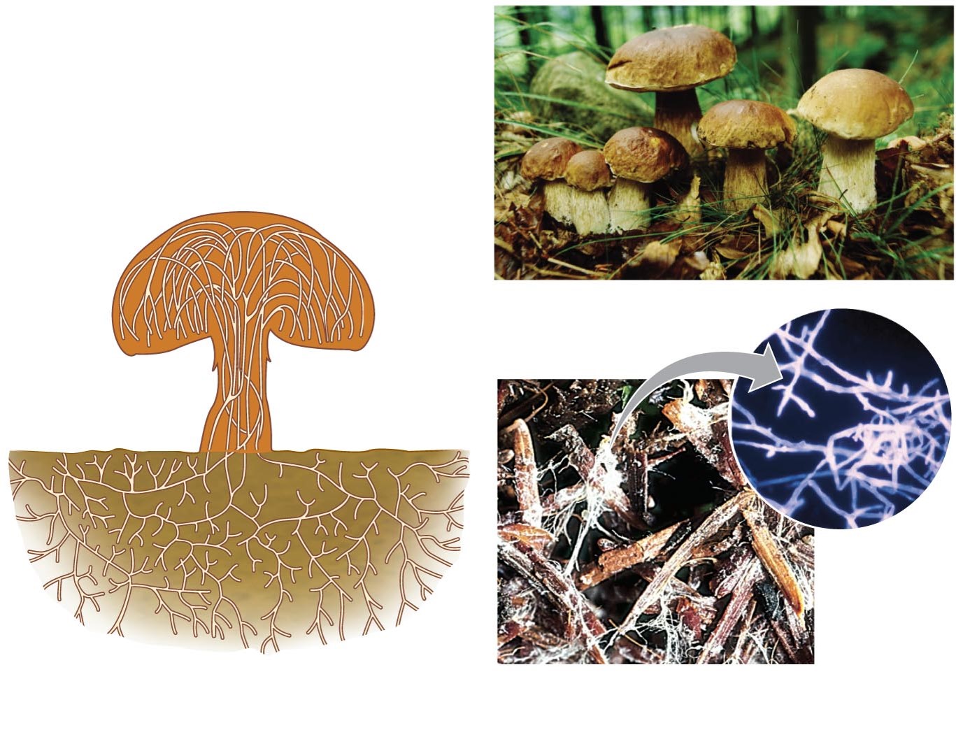 the vegetative(in soil) part of a fungus, consisting of a network of fine white filaments (hyphae).