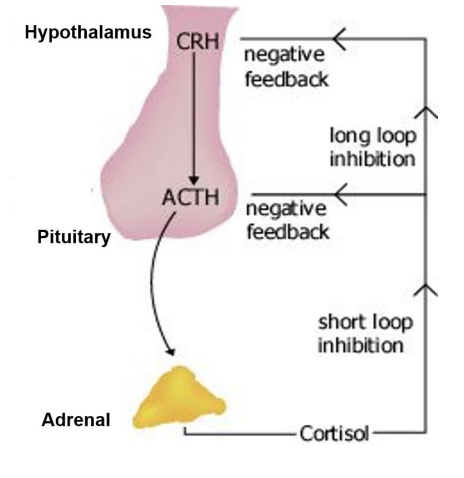 <p>Describe the humoral mechanisms in stress. what is the diagram </p>