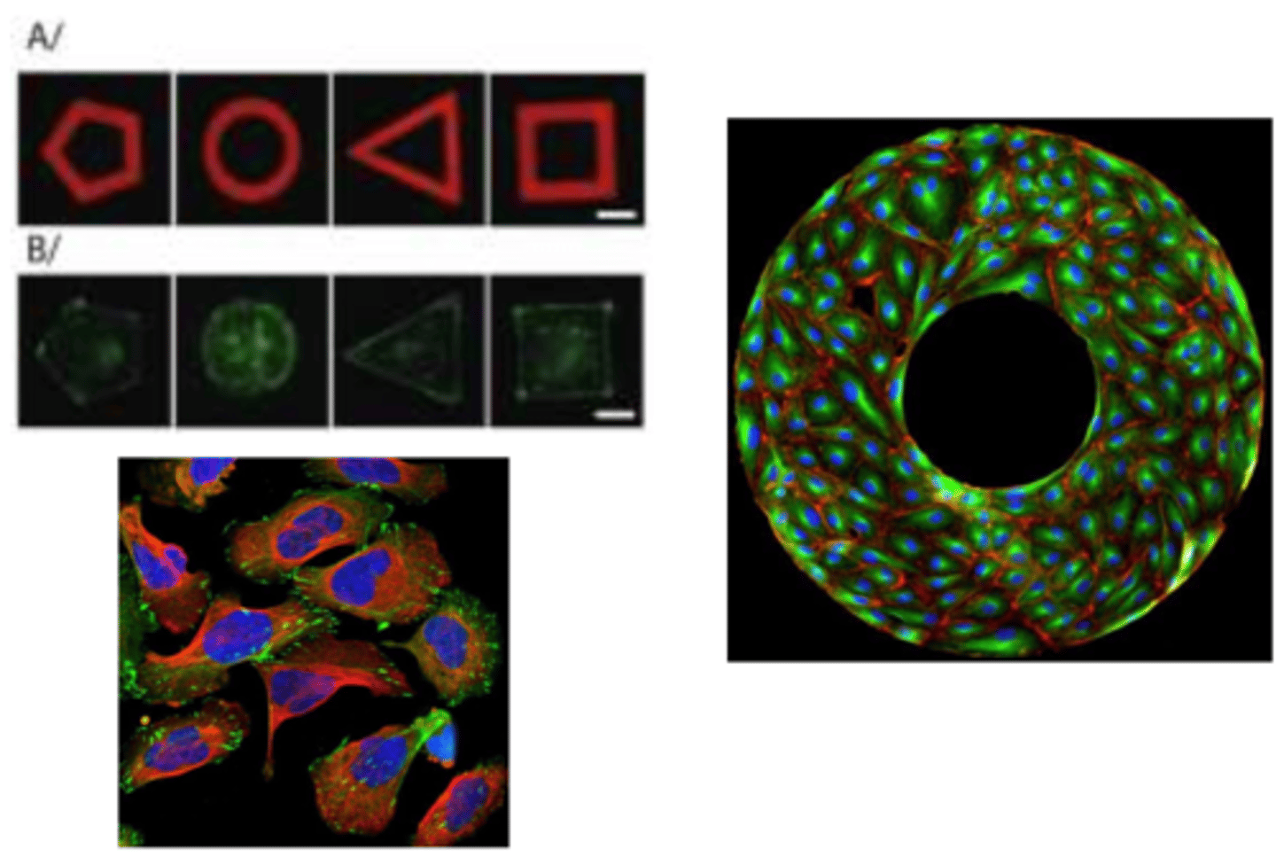 <p>cell behavior?</p>