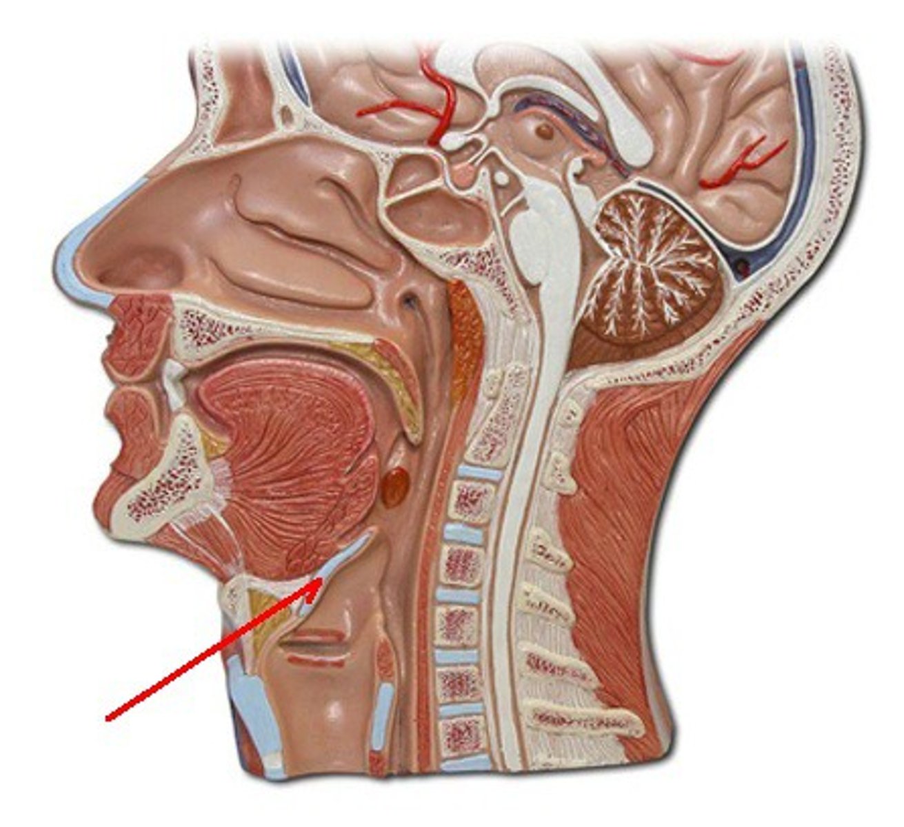 <p>Identify the structure, organ, or bone.</p>