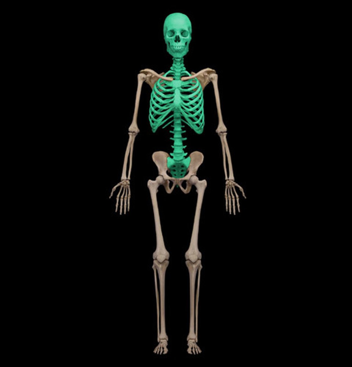 <p>The section of the skeleton, made up of 80 bones, which includes the cranium, hyoid bone, auditory ossicles, vertebral column, sternum bone, and ribs.</p>