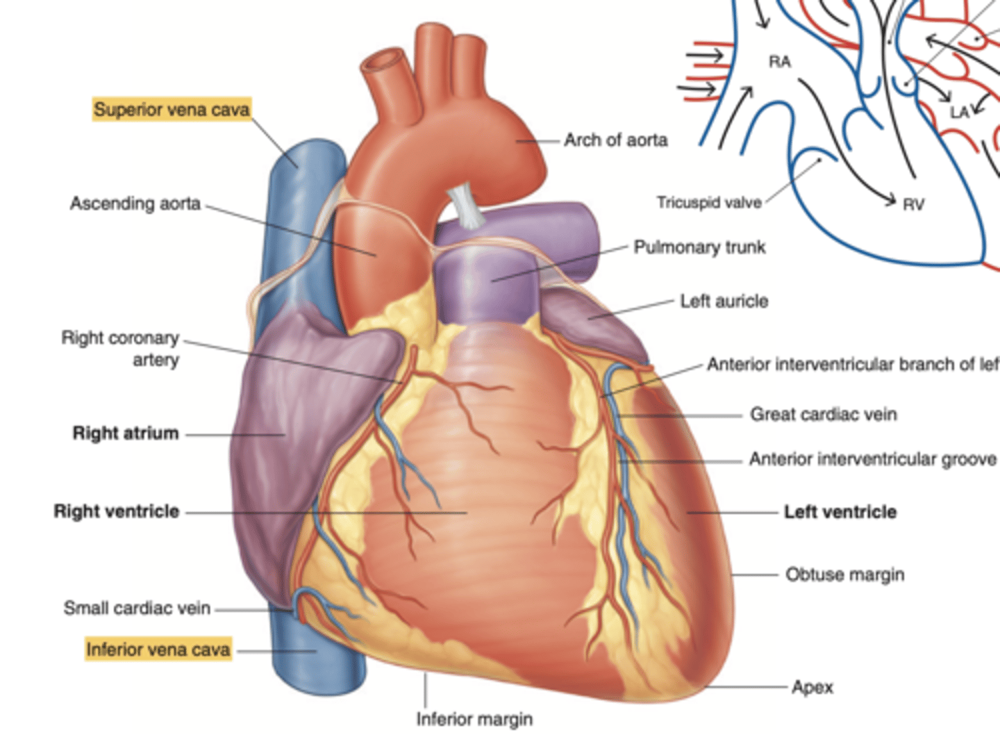 <p>. Superior Vena Cava (SVC)</p><p>. Inferior Vena Cava (IVC)</p><p>. Coronary sinus (visible only in the posterior view)</p>