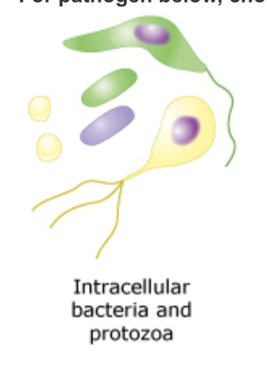 <p>TH1 cells</p>